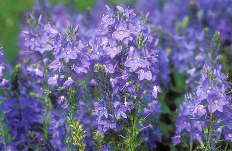 Veronica teucrium, Ehrenpreis 