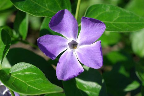 Vinca major, Großes Immergrün