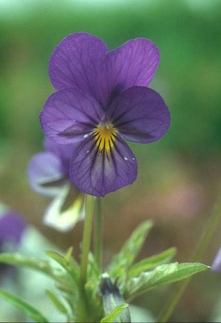 Viola cornuta, Hornveilchen.