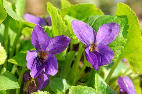 Viola odorata, Veilchen