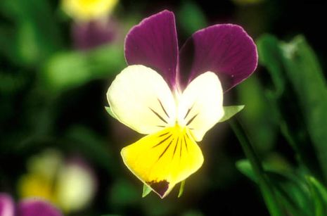 Viola tricolor, Veilchen