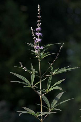 Vitex agnus-castus, Mönchspfeffer