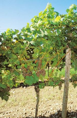 Vitis vinifera, Weinrebe