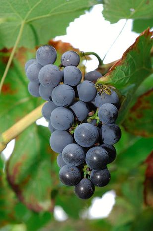 Vitis vinifera, Weinrebe