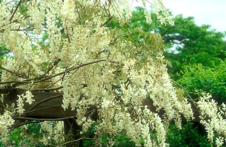 Wisteria sinensis, chinesischer Blauregen