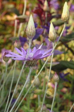 Xeranthemum annuum, Papierblume