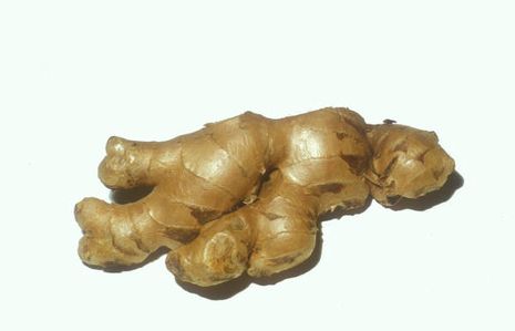 Zingiber officinale, Ingwer