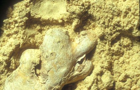 Zingiber officinale, Ingwer pulverisiert Zingiber officinale, Ingwer pulverisiert