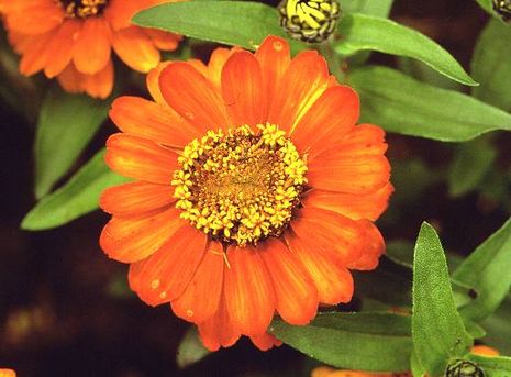 Zinnia Hybride, Zinnie 