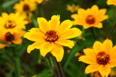 Zinnia angustifolia, Buschzinnie