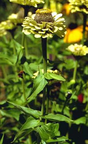 Zinnia elegans, Zinnien  