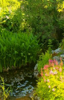 Teich- und Wasserpflanzen