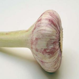 Knoblauch