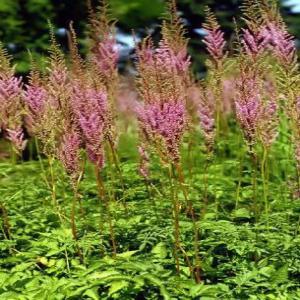 Astilbe