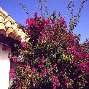 Bougainvillea