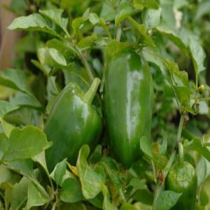 Capsicum annuum