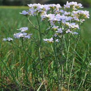 Wiesenschaumkraut