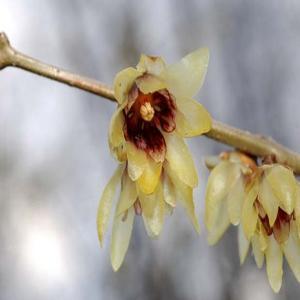 Winterblüte, chinesische