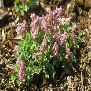 Corydalis solida