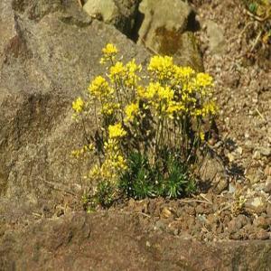 Felsenblümchen