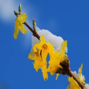 Forsythien