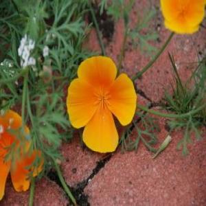 Kalifornischer Mohn