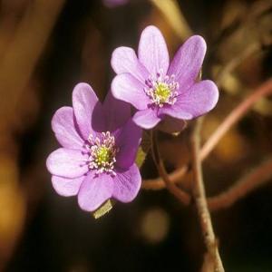 Leberblümchen