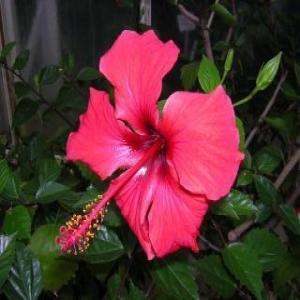 Hibiskus