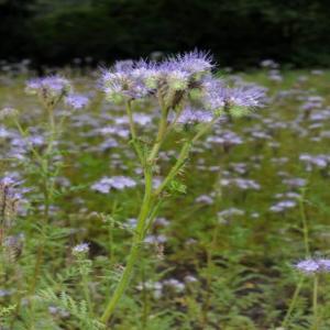 Phacelia