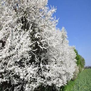 Obstbäume: Veredelung und Umpfropfen