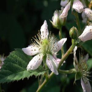 Brombeeren