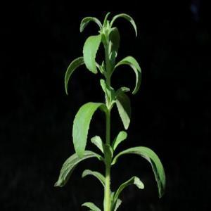 Süßblatt, Stevia