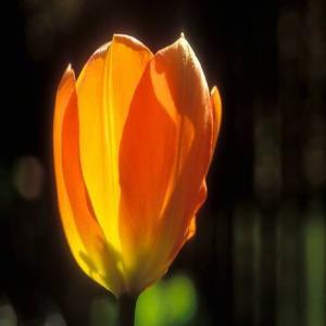 Tulpen