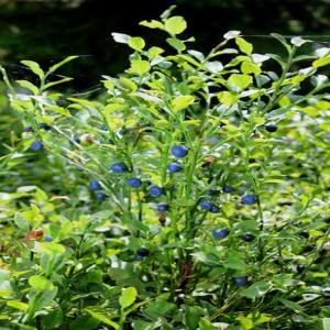 Waldheidelbeeren, europäisch