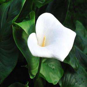 Zimmercalla