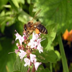 Bienen