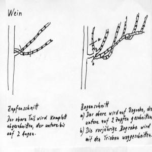 Weinschnitt (Diagramm)